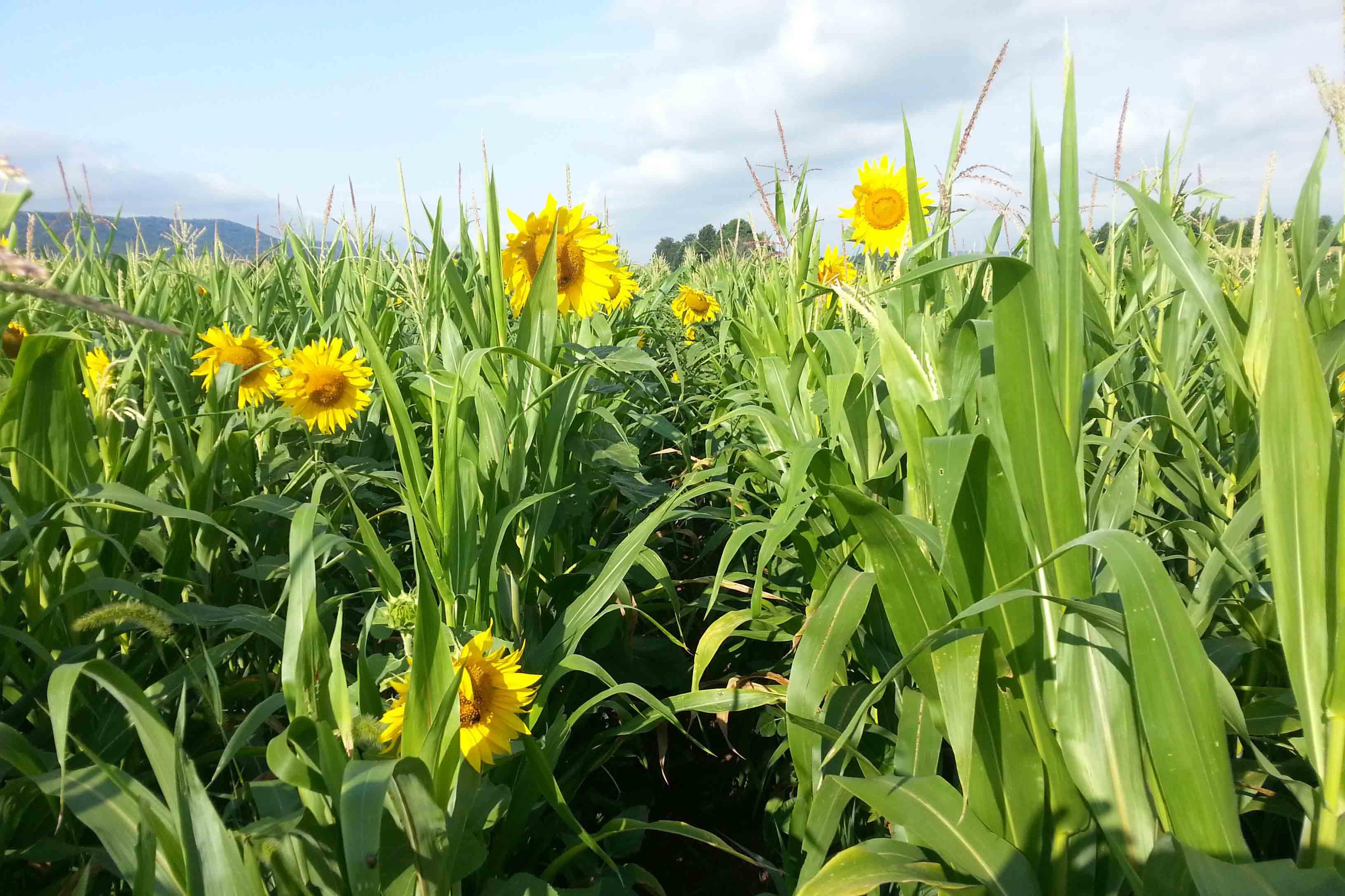 Biodiversity in Crop Production Systems